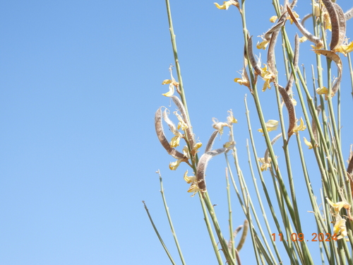 Spanish Broom