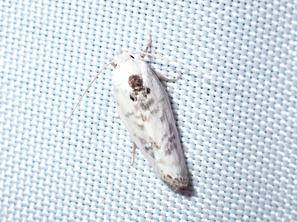 Pale Gray Bird-dropping Moth