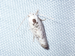 Pale Gray Bird-dropping Moth