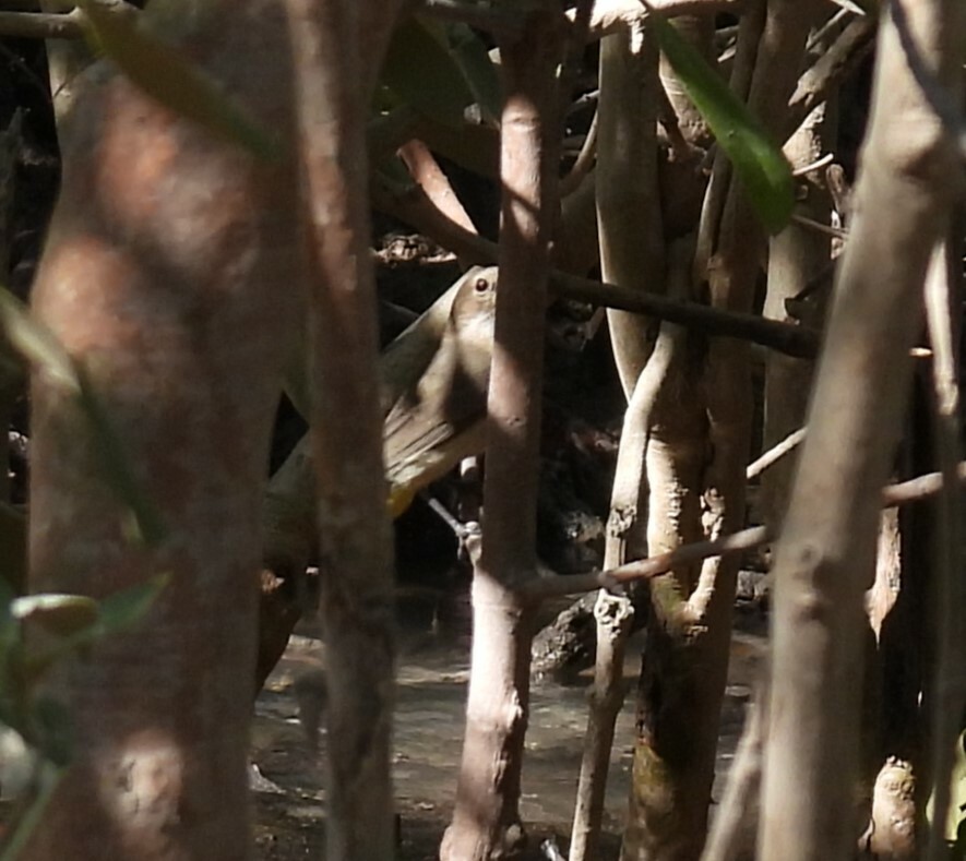 Mangrove Golden Whistler (Pachycephala melanura), photo 5