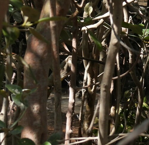 Mangrove Golden Whistler (Pachycephala melanura), photo 8