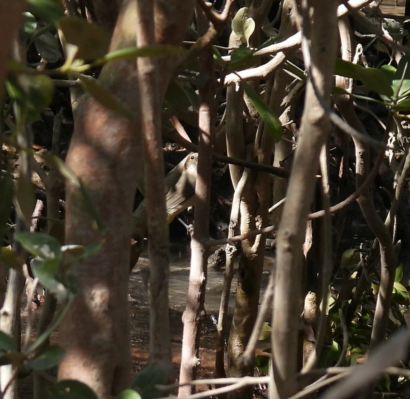 Mangrove Golden Whistler (Pachycephala melanura), photo 6