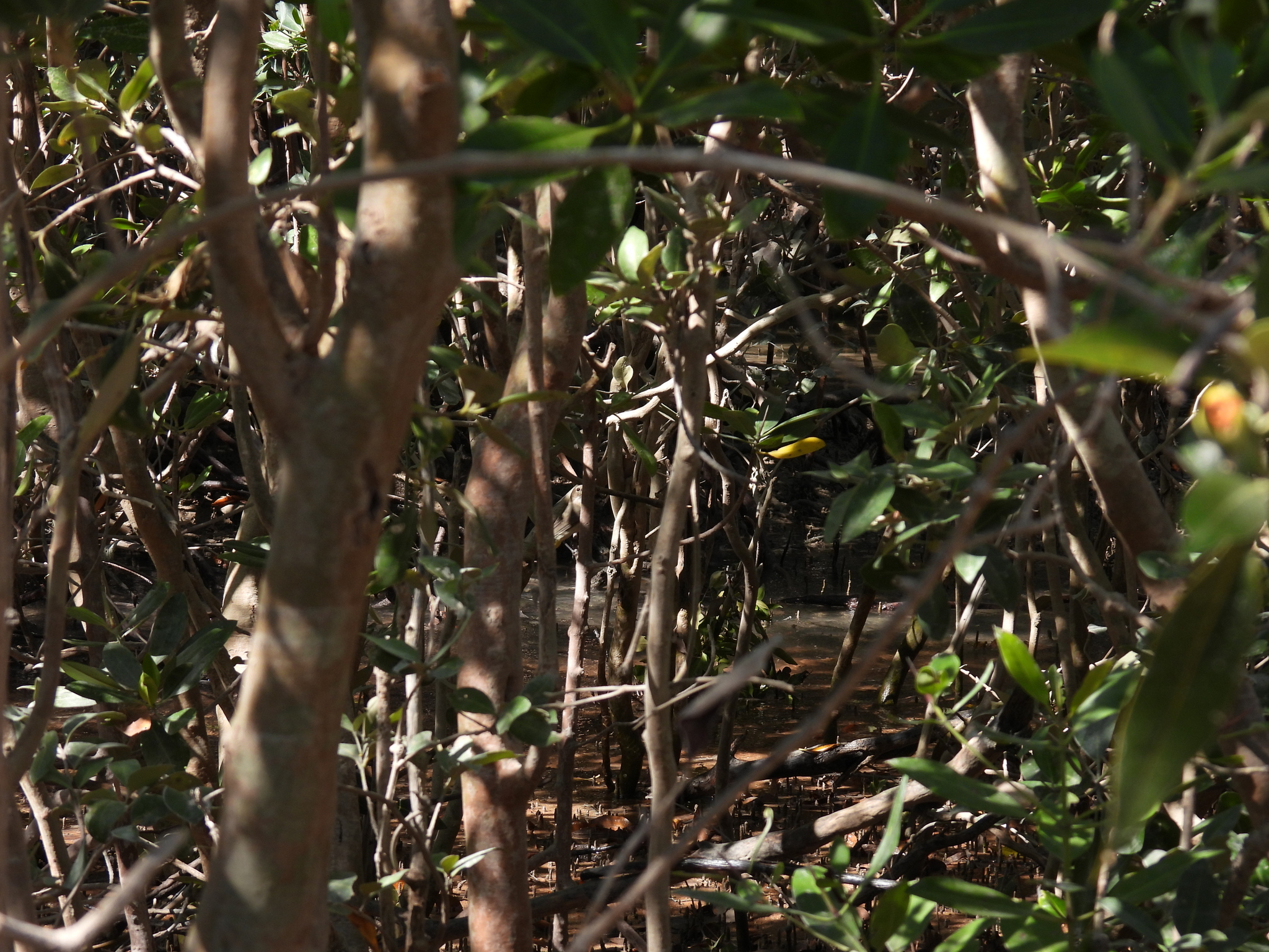 Mangrove Golden Whistler (Pachycephala melanura), photo 7