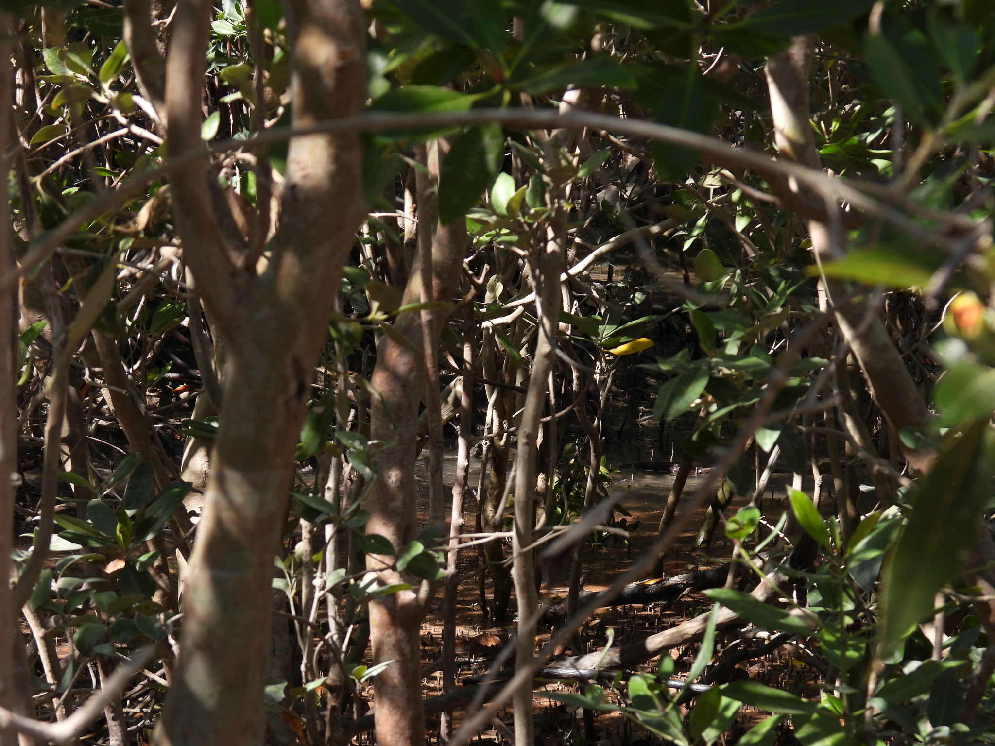 Mangrove Golden Whistler (Pachycephala melanura), photo 8