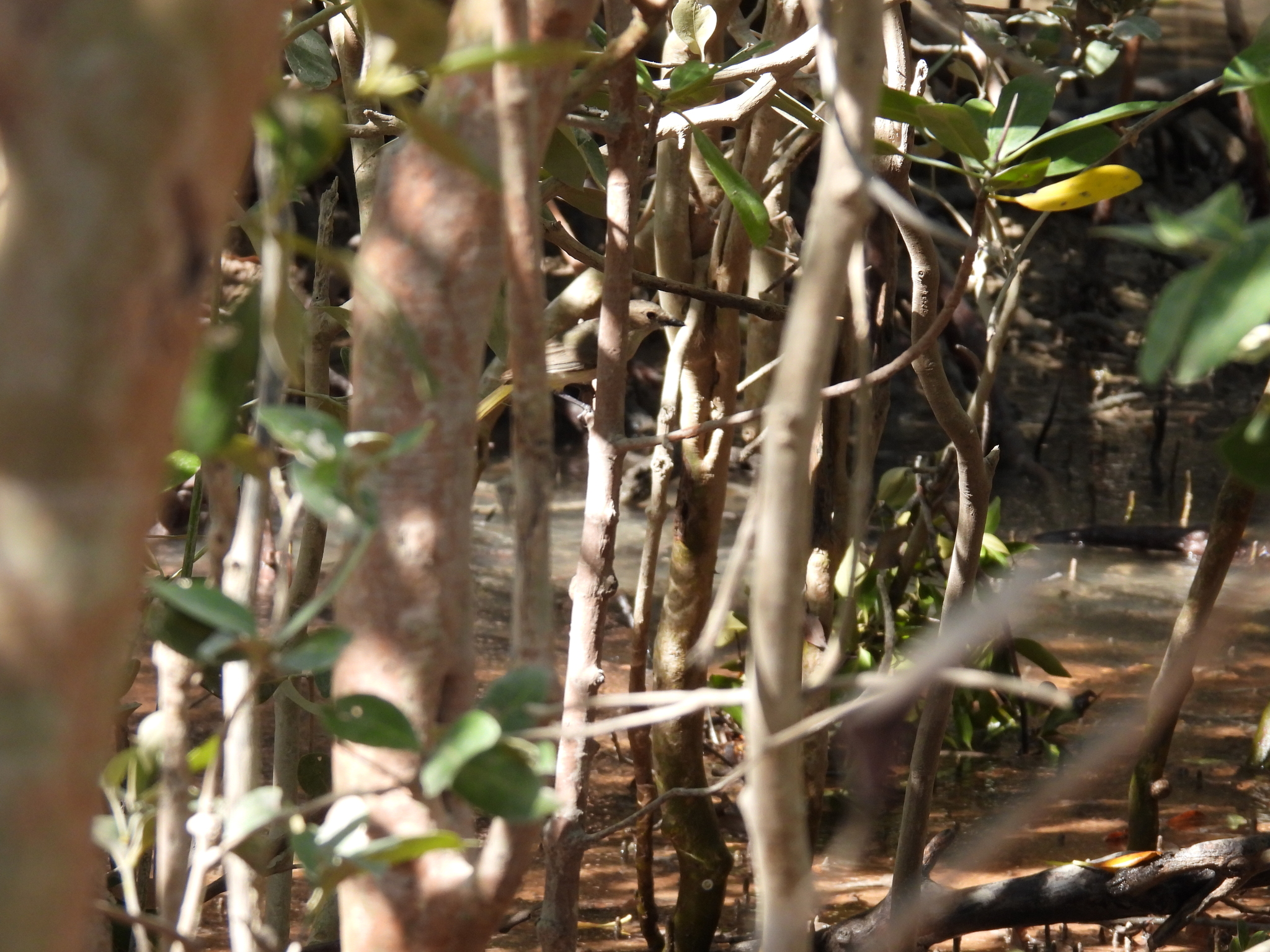 Mangrove Golden Whistler (Pachycephala melanura), photo 9