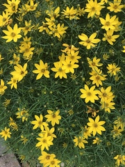 Coreopsis verticillata