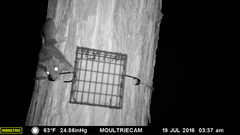 Glaucomys oregonensis