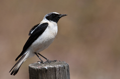 Oenanthe hispanica