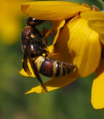 Euodynerus hidalgo hidalgo
