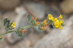 Acmispon heermannii