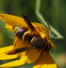 Euodynerus hidalgo hidalgo