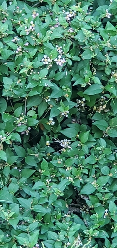 Malpighia glabra