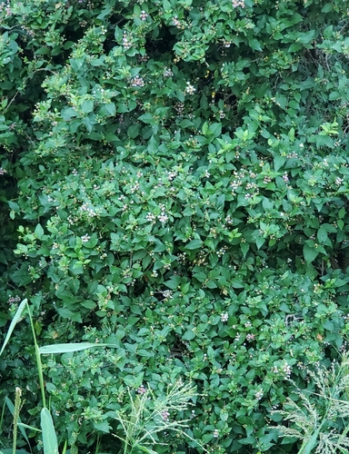 Malpighia glabra