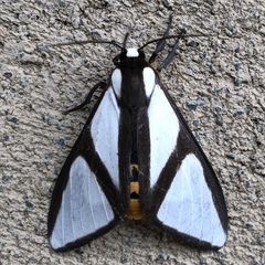 Turuptiana