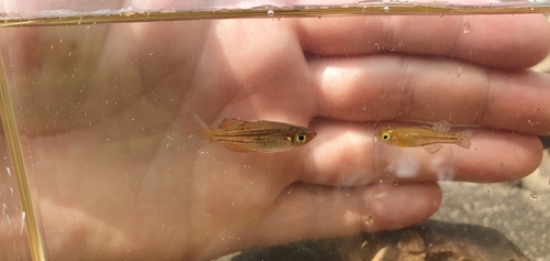 Dwarf rainbowfish (Melanotaenia maccullochi) — Melanotaeniidae