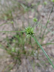 Cyperus lupulinus macilentus