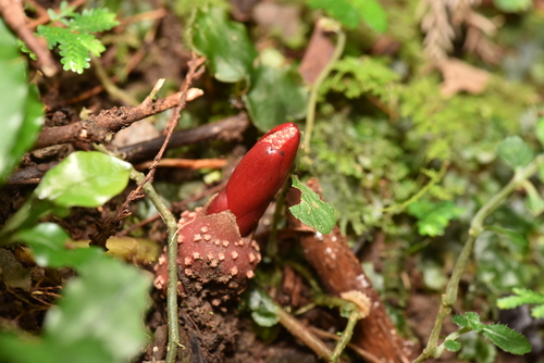 Image of Balanophora laxiflora by (c) Yung-Lun Lin, some rights reserved (CC BY)