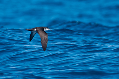 Puffinus lherminieri