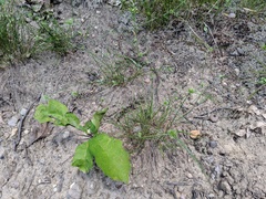 Cyperus lupulinus macilentus
