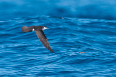 Puffinus lherminieri