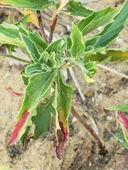 Oenothera speciosa
