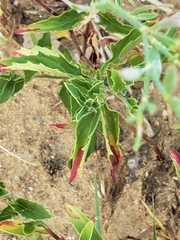 Oenothera speciosa
