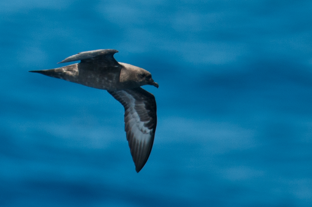 Trindade Petrel (Pterodroma arminjoniana) photo