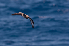 Pterodroma arminjoniana