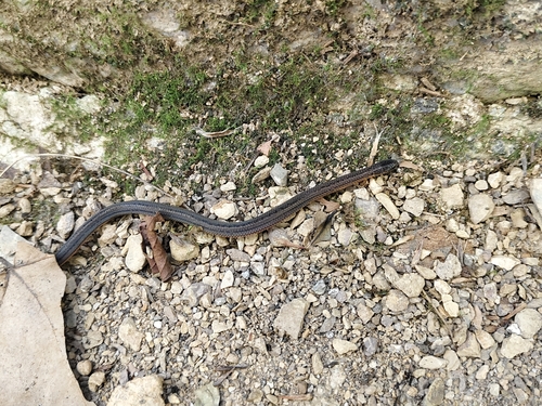 Reed Snakes (Calamariinae) - Snakes and Lizards