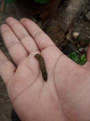 Noctuidae
