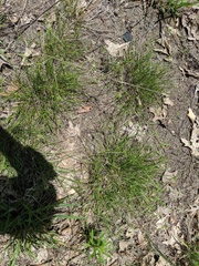 Cyperus lupulinus macilentus