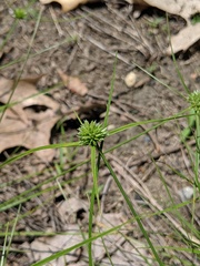 Cyperus lupulinus macilentus