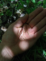 Dichanthelium linearifolium