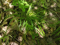 Dichanthelium linearifolium