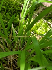 Dichanthelium linearifolium