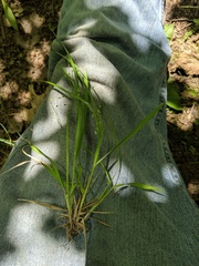 Dichanthelium linearifolium