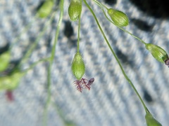 Dichanthelium linearifolium
