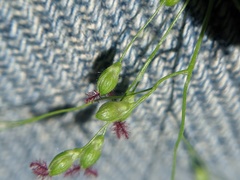 Dichanthelium linearifolium