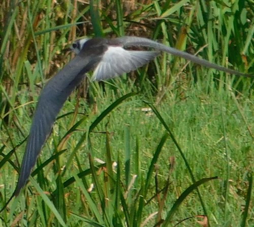 čorík čierny (Chlidonias niger)