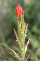 Castilleja minor stenantha