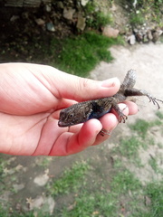 Sceloporus
