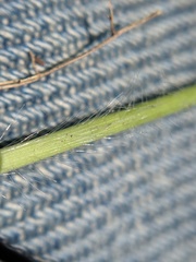 Dichanthelium linearifolium