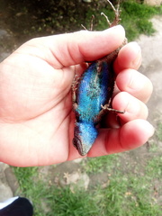 Sceloporus