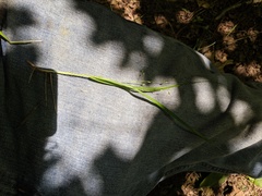 Dichanthelium linearifolium