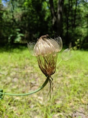 Tragopogon porrifolius