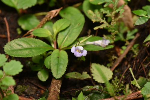 Lindernia ruellioides iNat (3)