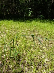 Tragopogon porrifolius