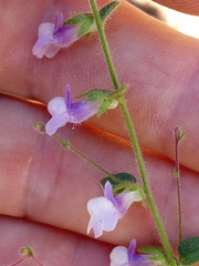 Sairocarpus vexillocalyculatus