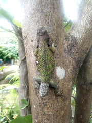Sceloporus