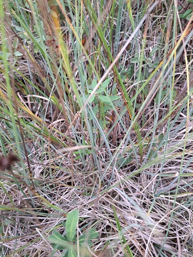 Carex livida iNat (2)